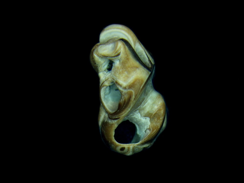 ChimaeraGallery's tweet image. Ever wonder what a single grain of sand looks like up close? Artist Jonathan Latiano captured 2,138 microphotographs of sand from Jamaica’s beaches. See this stunning work in Scaling a Pyramid, on view at Chimaera Gallery through August 16.

#ArtMeetsScience
#VisualResearch