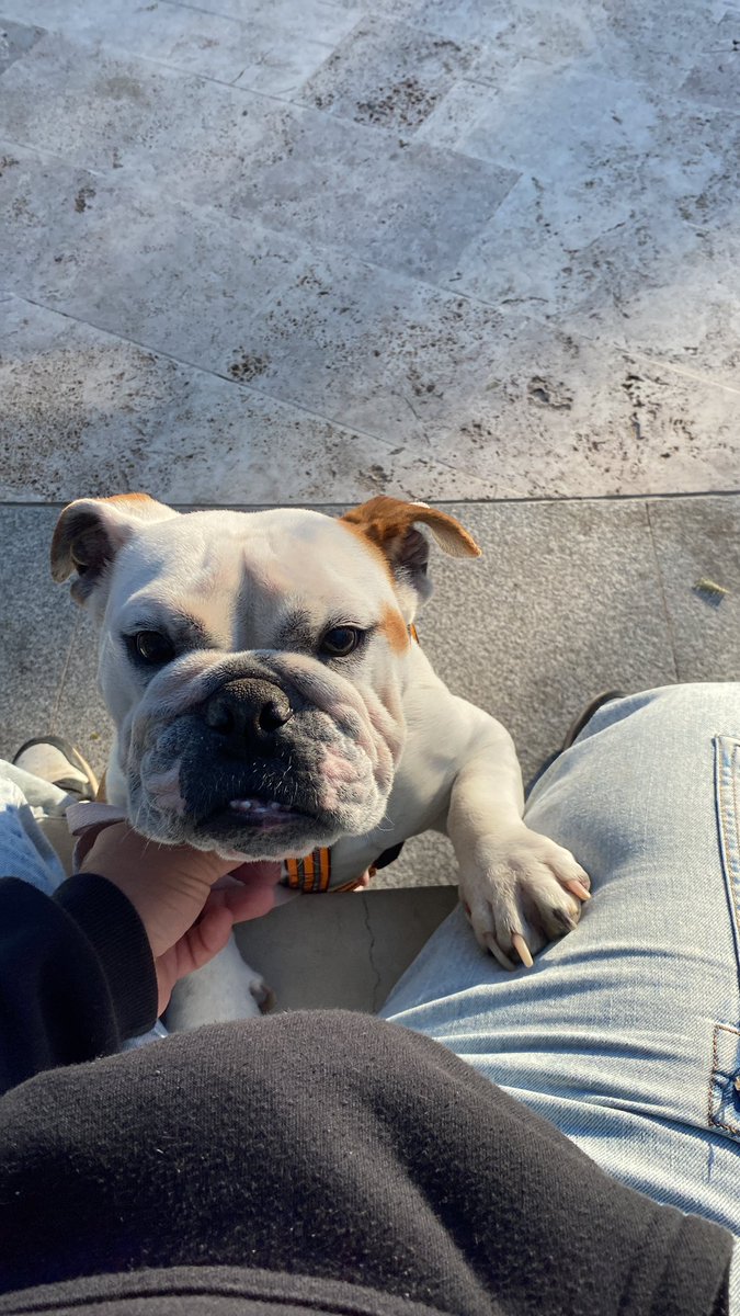Soy madre adoptiva de una gorda pedorra, con herida de abandono (se despierta a la madruga y te busca) porque fue usada como reproductora.