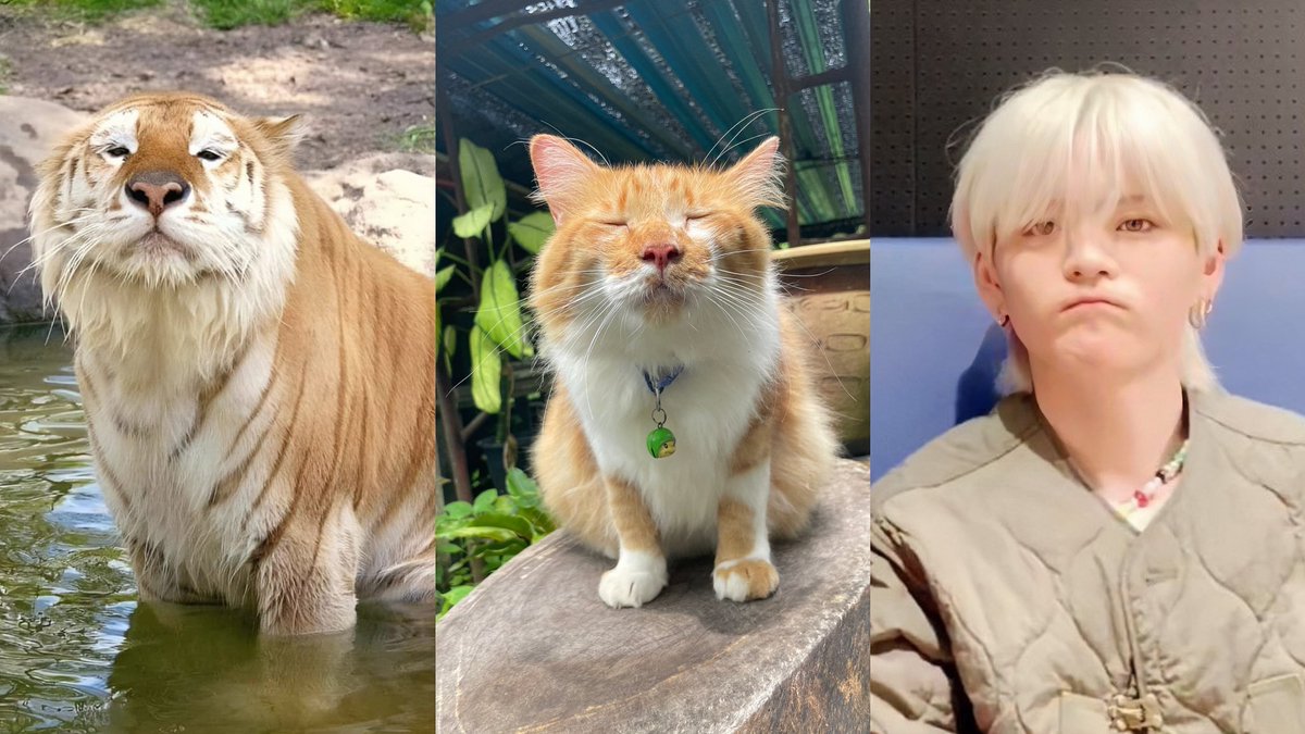 ⠀⠀                  animal                                  real life