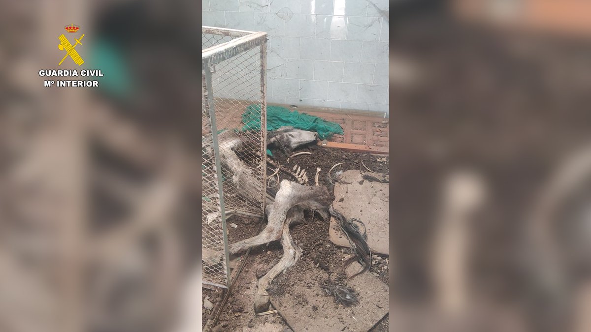 #OperacionesGC | Dos investigados en Granada por maltratar a 17 perros y 10 équidos.

Un hombre y una mujer están siendo investigados por el pésimo estado higiénico y sanitario en el que se encontraban estos animales en una finca del término municipal de Güejar Sierra