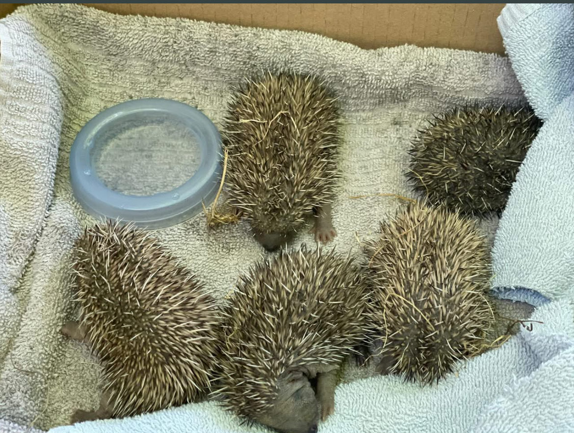 HilfeIgel's tweet photo. 🫶🦔🫶🦔🫶🦔🫶🦔🫶🦔🫶🦔 die kleinen 5 wurden auf der Wiese gefunden 🫶🦔🍀💪💚 ohne Mama 😭 willkommen bei uns 😍🍀🫶💚 https://t.co/4y4BBM37qu
