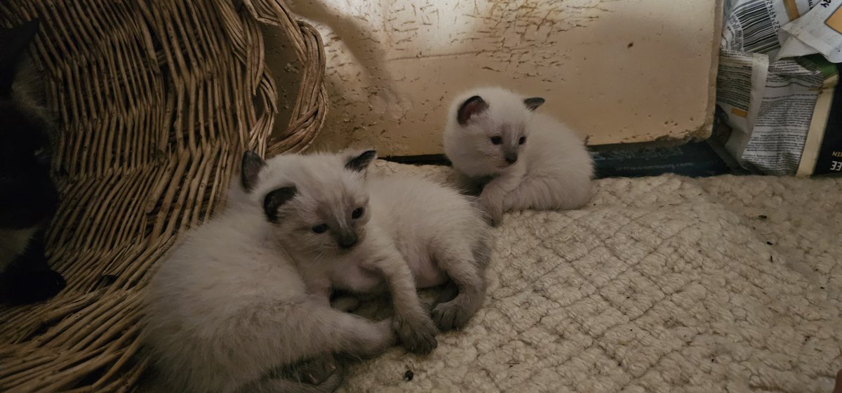 📍Madrid

👶 25/07/2025, 2 hembras y 1 macho.

Buscan adopción con compromiso de castración y obviamente chipado, vacunación, etc.