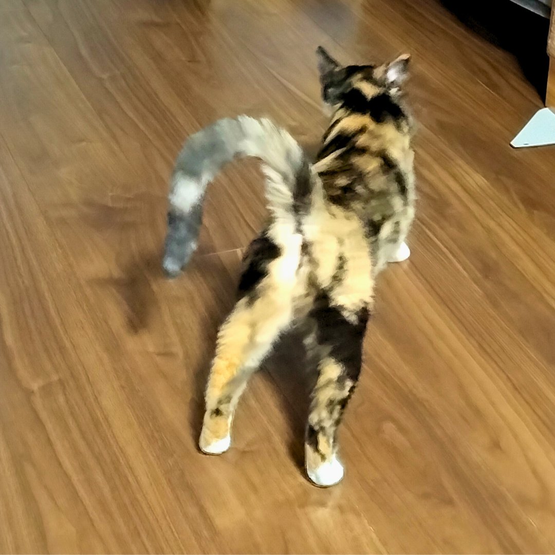 伸びするおけつ

#里親募集中 #保護猫 #猫 #三毛猫 #猫好きさんと繋がりたい #猫のいる暮らし #猫のいる生活 #預かりボランティア #Cat #catlife