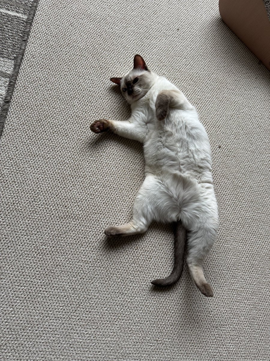kkpt1029's tweet photo. 猛暑のせいか、へそ天の時間が増えてます（でも、相変わらず元気です）。 https://t.co/aiSjuTGZ0I