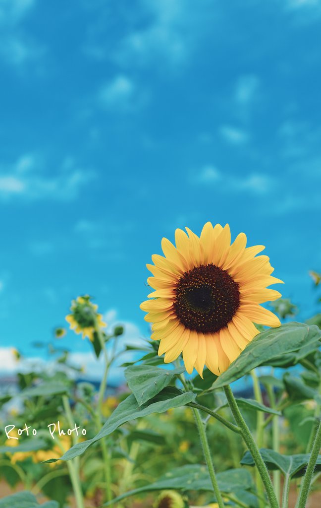FArchitect666's tweet photo. 青と黄色だけで日本の夏は完結するらしい。
#写真で伝える私の世界 https://t.co/QxQE39qAik