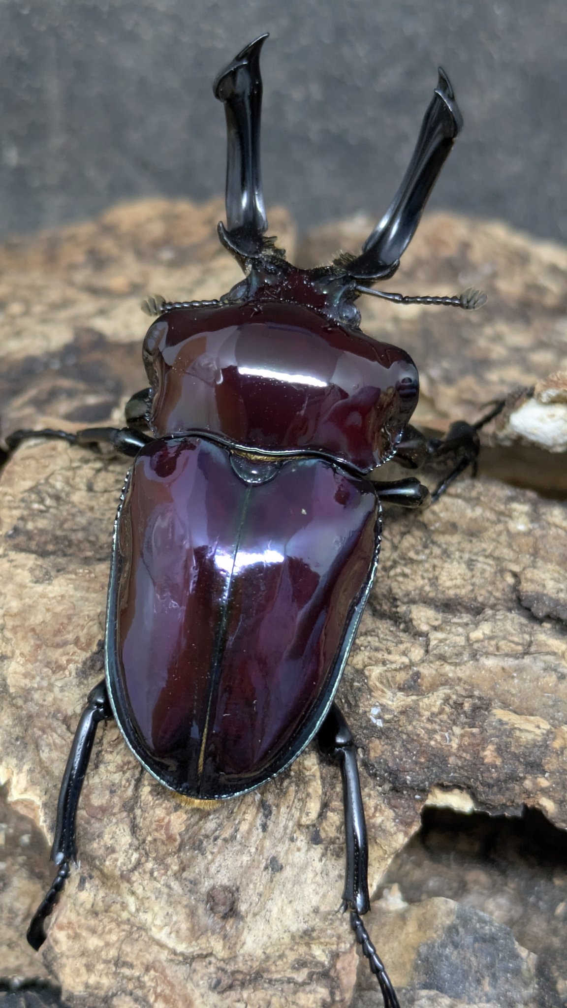 カブ太郎クワ次郎 (@1978insectkbkw) / X