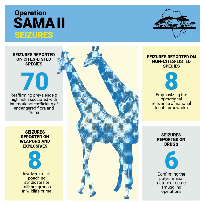 UNODC's tweet photo. 92 wildlife seizures in 15 African countries exposed sophisticated networks trafficking endangered species and protected timber.

Read how UNODC and @WCO_OMD work to dismantle these groups through intelligence-led enforcement ⬇️

#EndWildlifeCrime
