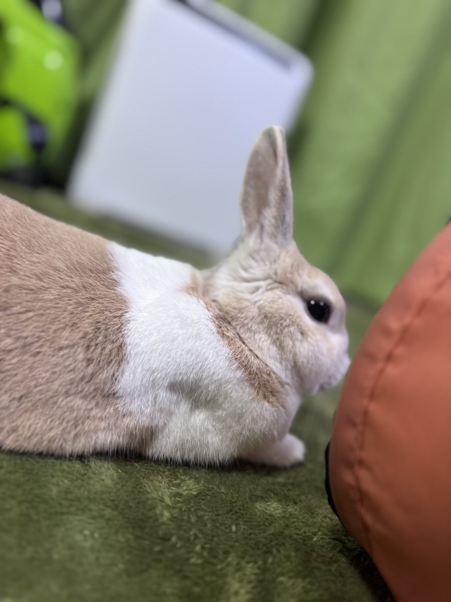 oni4060's tweet photo. 久々に撮ったねむねむ🐰
#今日のうさぎ https://t.co/mE3qG2VnG3