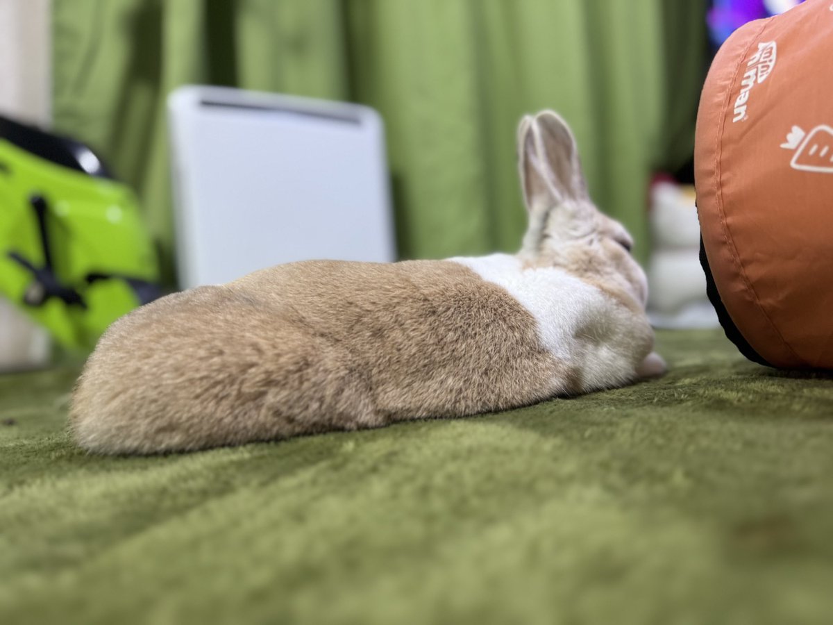 oni4060's tweet photo. 久々に撮ったねむねむ🐰
#今日のうさぎ https://t.co/mE3qG2VnG3