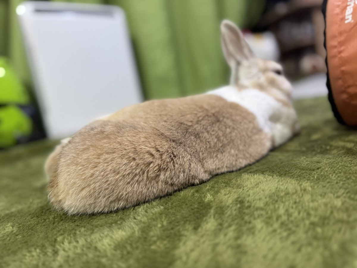 oni4060's tweet photo. 久々に撮ったねむねむ🐰
#今日のうさぎ https://t.co/mE3qG2VnG3