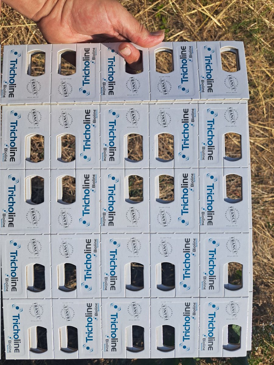 JNDODANE's tweet photo. Pose de #Tricholine en cours 🦟
Le principe? Lutter contre #Cryptoblabes et #Eudemis par la libération progressive de Trichogrammes, micro-hyménoptères qui vont parasiter les pontes des vers de grappe de la #vigne.
#FrAgTw https://t.co/575kixzFiE