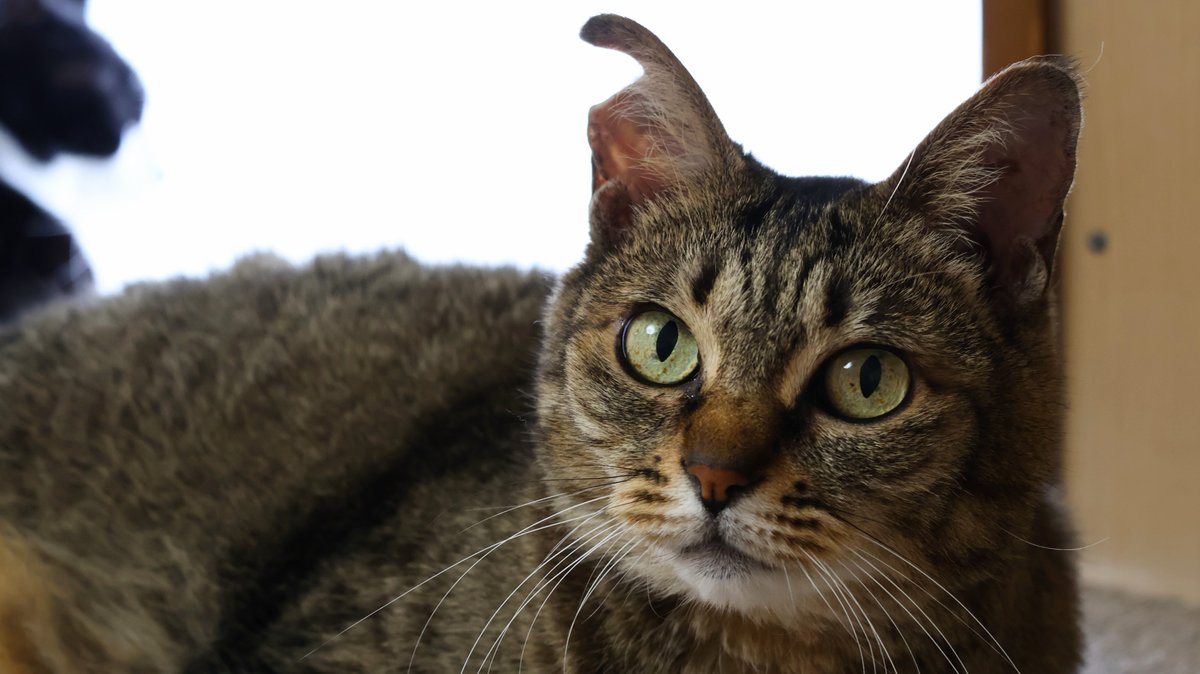 このポストが流れてきた方へ。  
実はこの猫、今日２０歳６ヵ月なんです…！  
「いいね」いただけませんか🙏🏻

ハナちゃんもともとは地域猫だったんですが、
若い頃、猫嫌いの人間に顎を蹴られて
複雑骨折し生死の間をさまよいました。
ハナちゃん人間嫌いにならずにいてくれてありがとう。