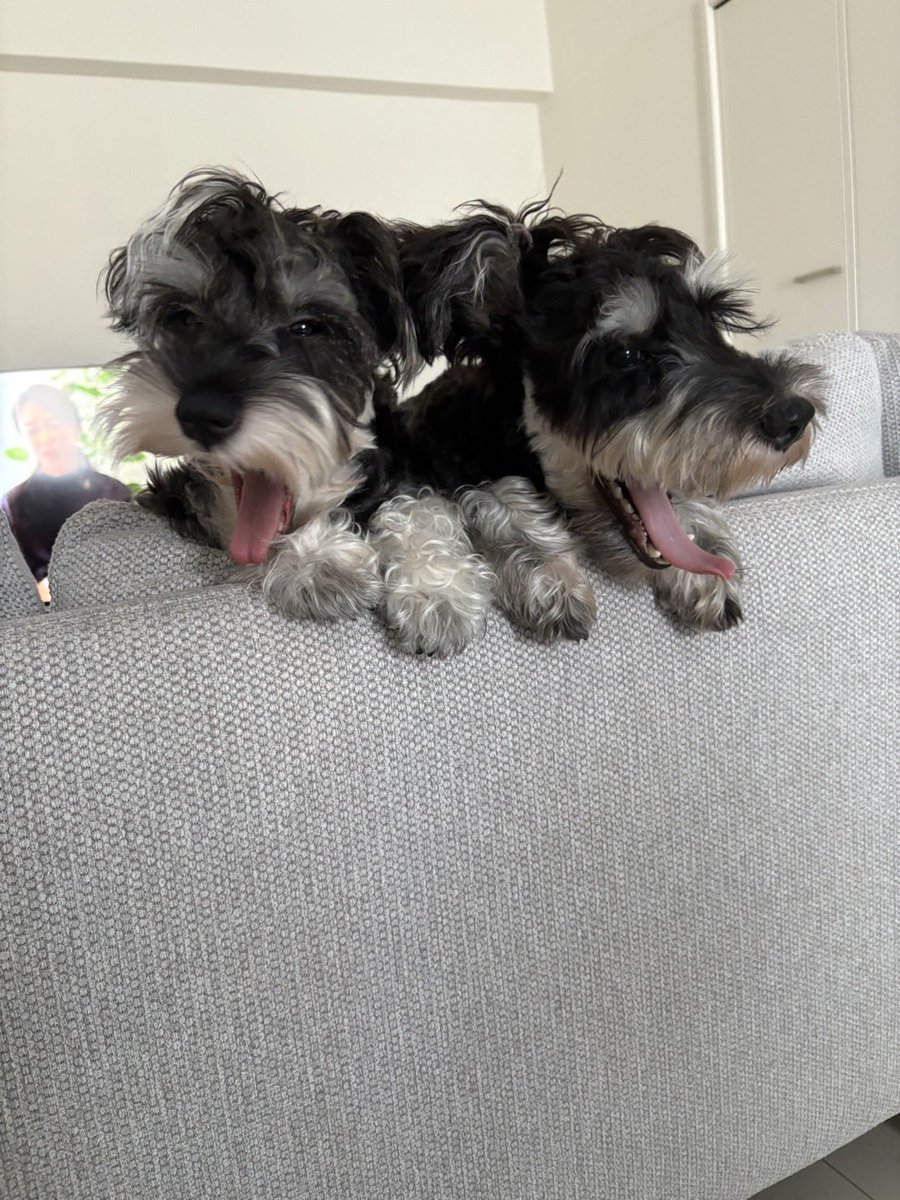 本日も #ジョイユー を聞いてくださりありがとうございました✨

宇宙団の皆さんと香川で会えるよう、応援していきましょう📣

そして、四国カルストの星空とシンクロするうちの犬をどうぞ🌌🐶