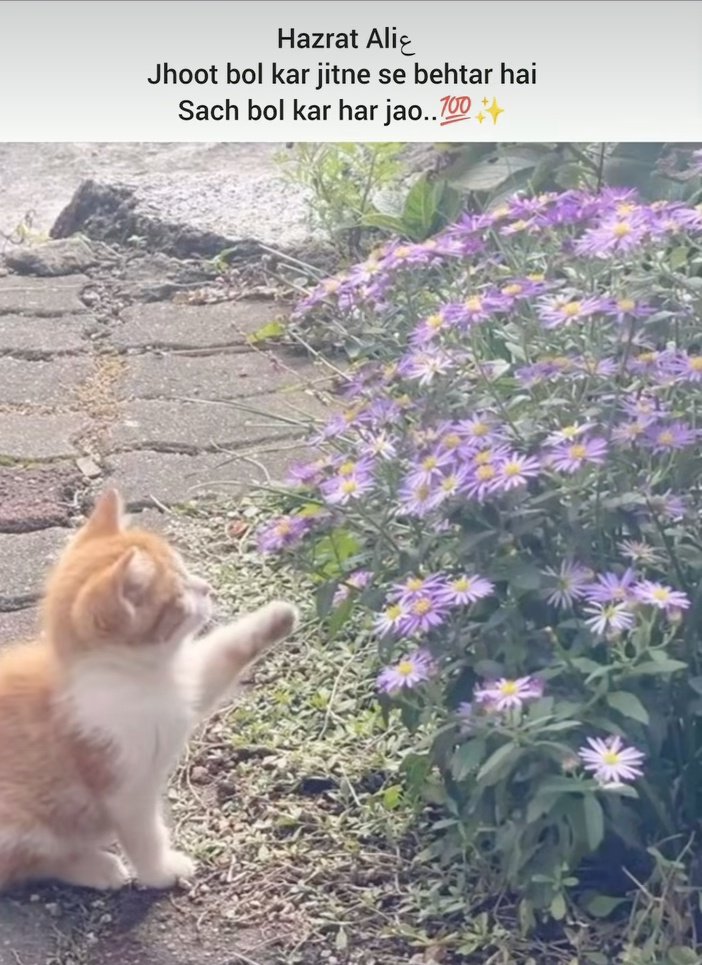 Sachh bol kr har jao🙂