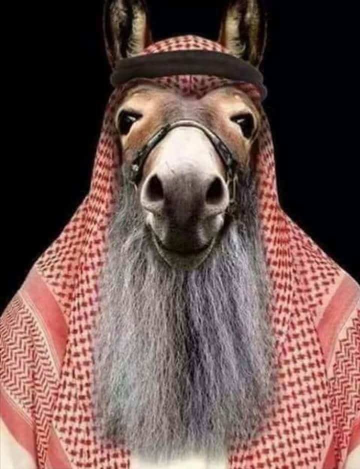 mozamgr11's tweet photo. كل الناس بتركب الحمير ..
إلا نحن نصبناهن قائد وأمير 😏 https://t.co/aRUmdXguvn