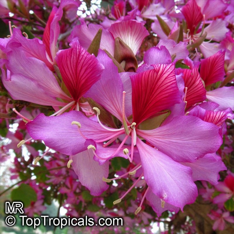 toptropicals's tweet photo. 🌸 #OrchidTree - #Bauhinia: Year-Round Beauty. Part 1.
🌸 Sometimes a #plant stops you midwalk. #Flowers so bright they almost glow, #leaves shaped like butterflies — that’s a Bauhinia, the Orchid Tree.
🌸 These fast growers bring color when many #gardens are quiet, with some blooming in the heart of winter.
🌟 Why Grow Bauhinia?
💠Exotic #blooms in colors from white to deep magenta
💠Distinctive leaves — nature’s own butterfly design
💠Many varieties flower in the cooler season
💠Fast growth, easy shaping, more blooms after #pruning
💠Varieties for large yards, small gardens, and sunny patios
💠Tolerant of heat, drought, and poor soils
📝 Quick choice guide
✅️ Winter flowers:
#Bauhiniaalba, #Bauhiniablakeana, #Bauhiniavariegata
✅️ Small space:
#Bauhiniaacuminata, #Bauhiniamadagascariensis
✅️ Vine option:
#Bauhiniagalpinii for long warm-season color
In the photo: Bauhinia alba, Bauhinia variegata;
Bauhinia madagascariensis;
and Bauhinia galpinii.
Shop Bauhinas:
https://t.co/FsRzJi2a3h
Watch videos about flowering trees:
https://t.co/gOX4lJmdDG
#Trees #Winterbloomers
#Butterfly_Plants
#Hedges_with_benefits