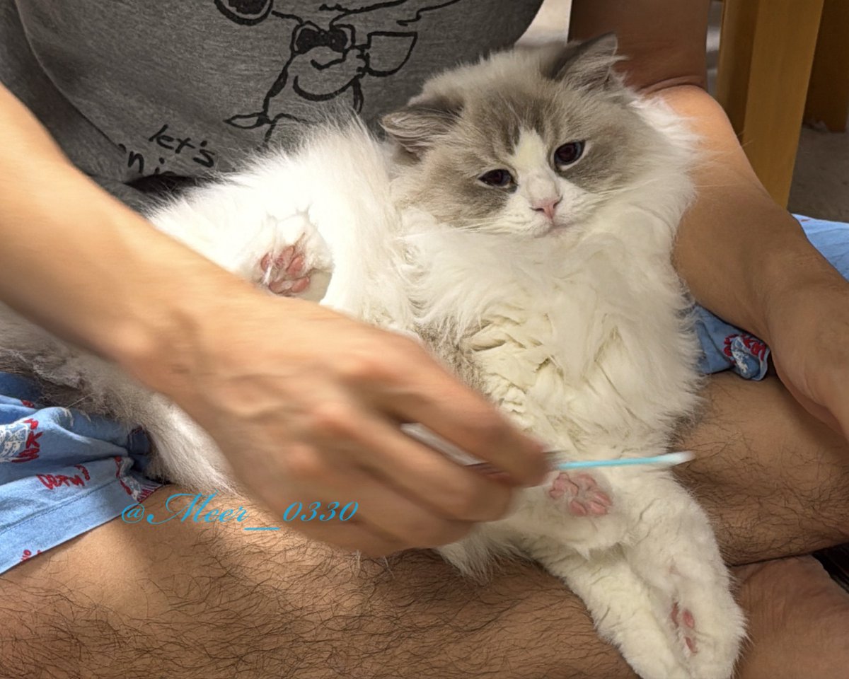 耳掃除気持ちーけど2本目は嫌です

#ねこかわいいね #ラグドール