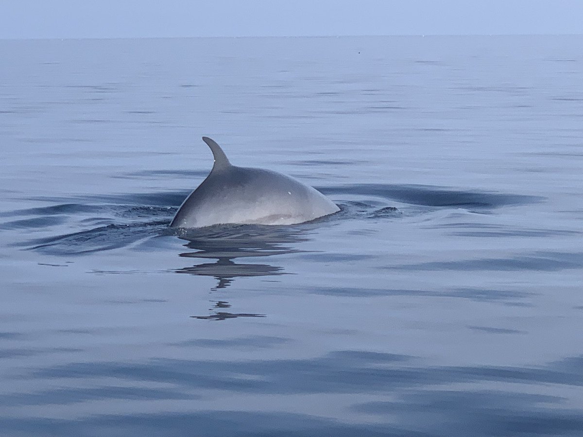 feelsEAeagley's tweet photo. Awesome day out with Hebridean Whale Cruises yesterday. 25 porpoise, 46 common dolphin and 10 minkie whale, plus 100’s of stormies. In the middle of x4 lunge feeding Minkie at one point. https://t.co/rrFDCftajo