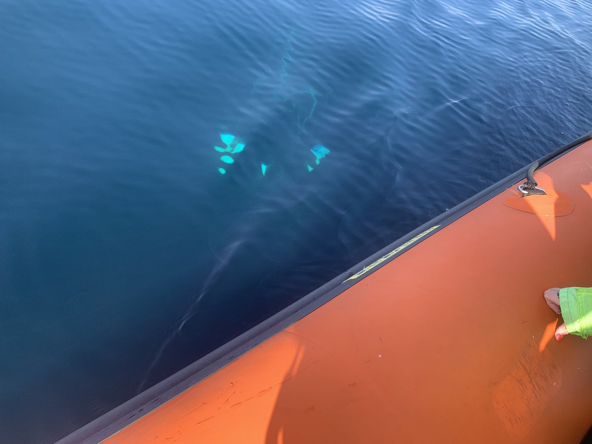 Awesome day out with Hebridean Whale Cruises yesterday. 25 porpoise, 46 common dolphin and 10 minkie whale, plus 100’s of stormies. In the middle of x4 lunge feeding Minkie at one point.