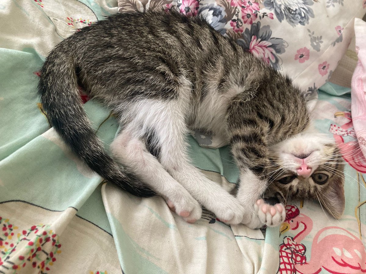 Arabanın altından kurtarıldı bu güzelliği sahiplenmek ister misiniz? 🥺🙏🏻
Yer: Başakşehir\İstanbul