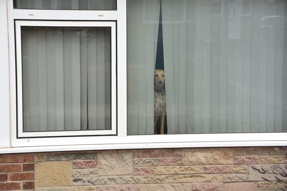 #AlphabetChallenge #WeekGforGlass 
🎶How much is that doggy in the window..🎶🦮