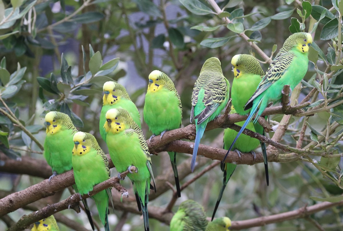 Our very popular flock of budgies can be found in the Tropics Walk Through Aviary, great space to sit and spend some time with the birds, plus capture some great photos.
Photograph by Director Alison