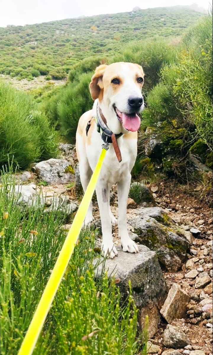 DESCANSA EN PAZ SAHSA🌈😭

Sahsa, valiente y guerrera llegaste rota y te marchaste amada.
Ocho años de cariño borraron el miedo y encendieron tu luz.
Ahora corres libre , como solo puede  una  disfrutar una mastina.
Siempre vivirás en nuestros corazones ❤️🌈🐾