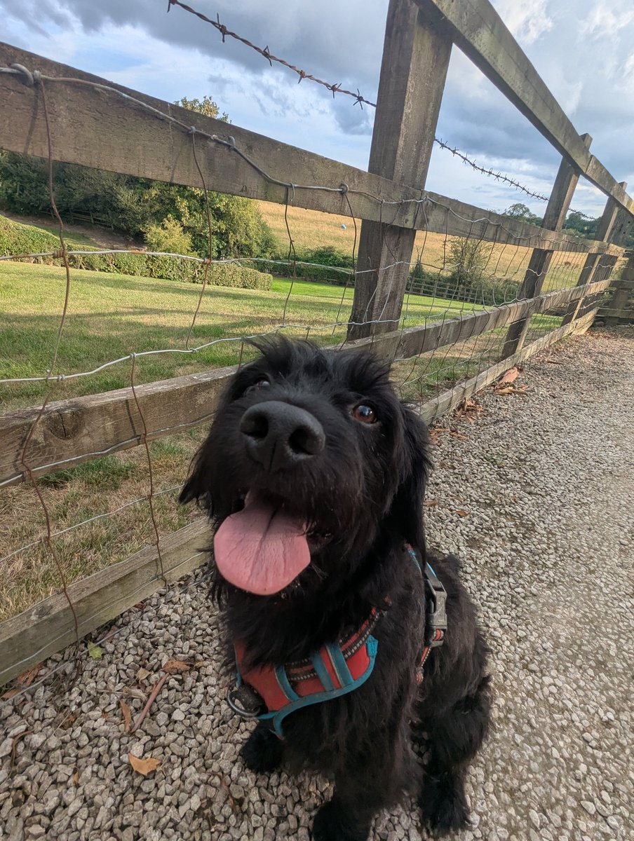 ChidiBot's tweet photo. Thank you for reading this, Chidi and I are going on a walk now but do us a favour and give those like and share buttons a big BOOP!
#Maths4Humanity
#Poetry4Humanity
#Logic4Humanity
#Music4Humanity
#Dogs4Humanity
#Neurodiversity4Humanity
#HumanForward
#LogicalSolutions4Peace
☮️💜 https://t.co/7zBIKkhjQA