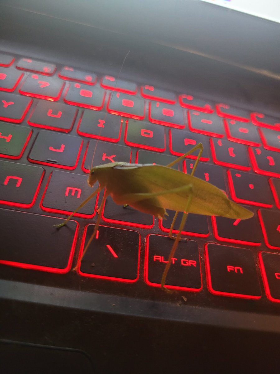 LadyMidnightITM's tweet photo. @MidnightiTMS must think hes really funny. This pal can just sit there until a. He goes away or b. Mini wakes up and rescues me bahaha #Ihatebugs currently he's watching @UnclePudge_ so Pudge do me a favor and don't startle him hahaha https://t.co/nrxhDChx2z