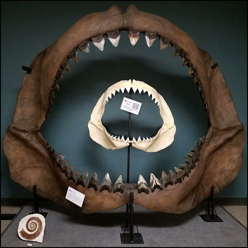 BigBangSciCom's tweet image. Une mâchoire (reconstituée) de mégalodon, comparée à un grand requin blanc. Bon ap 🙂
Source et crédits :
reddit.com/r/Damnthatsint…
#Fossil #fossile #paléontologie #Palaeontology #animaux #nature