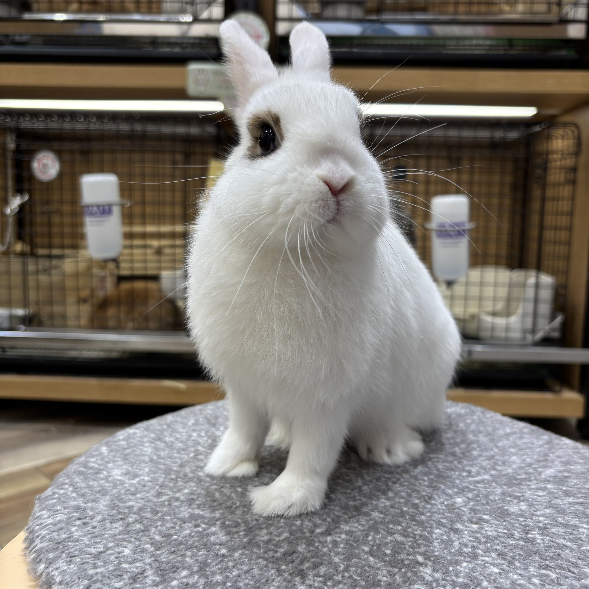 うさぎのしっぽオリナス錦糸町店 on X: 