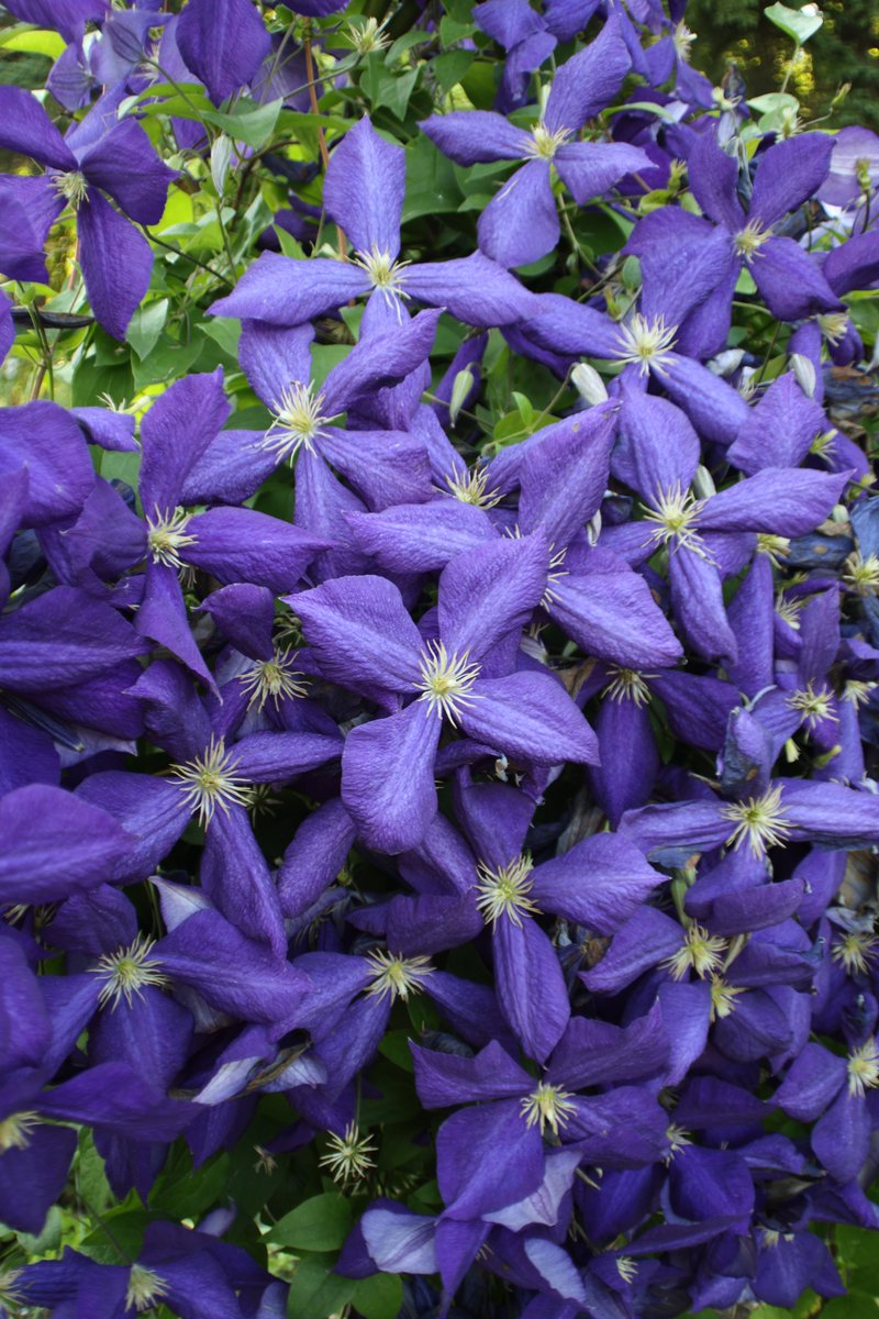 Clematis 😙

#Photography #Flowers #Clematis