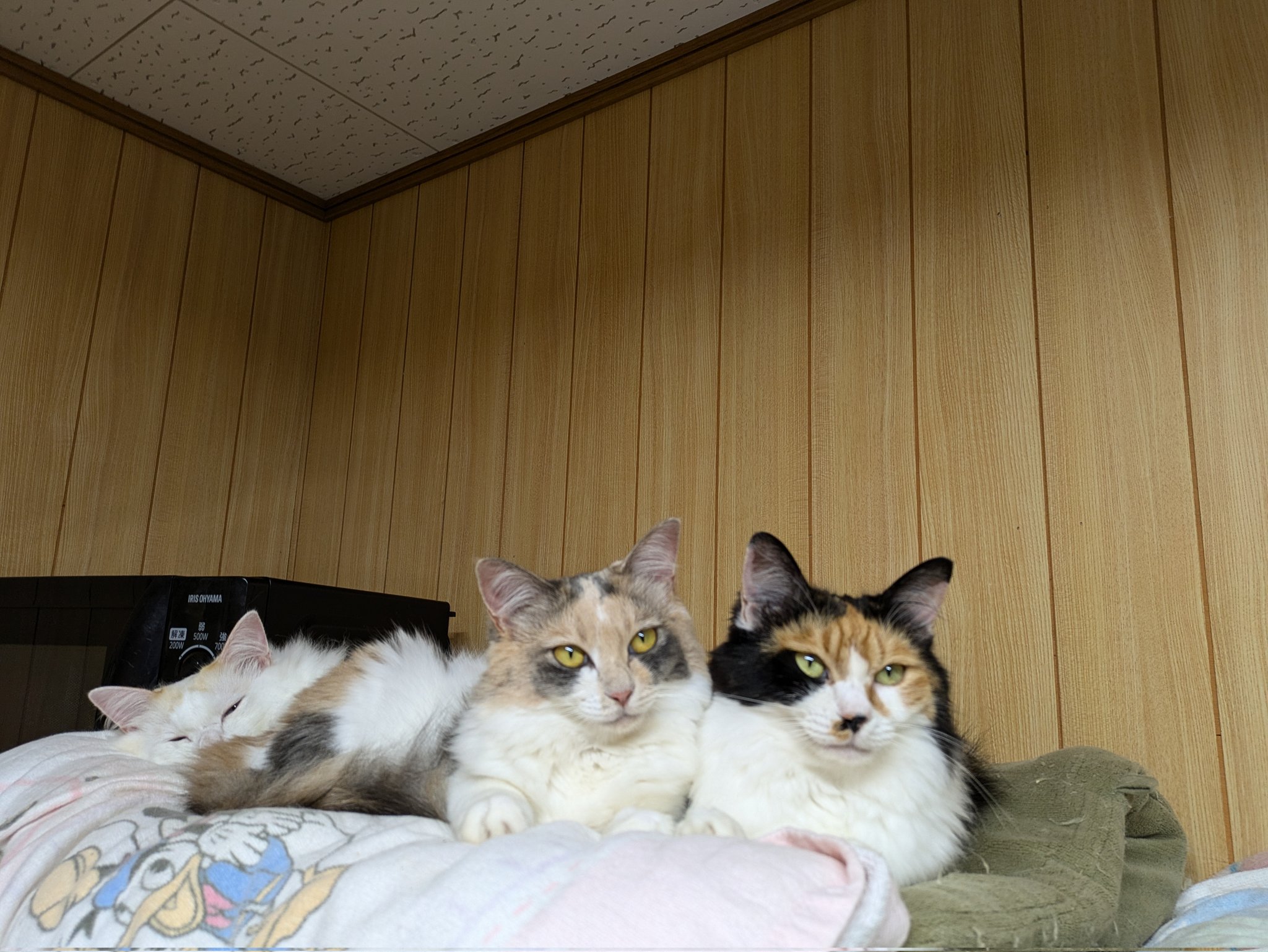 野良猫 野良猫ちゃん