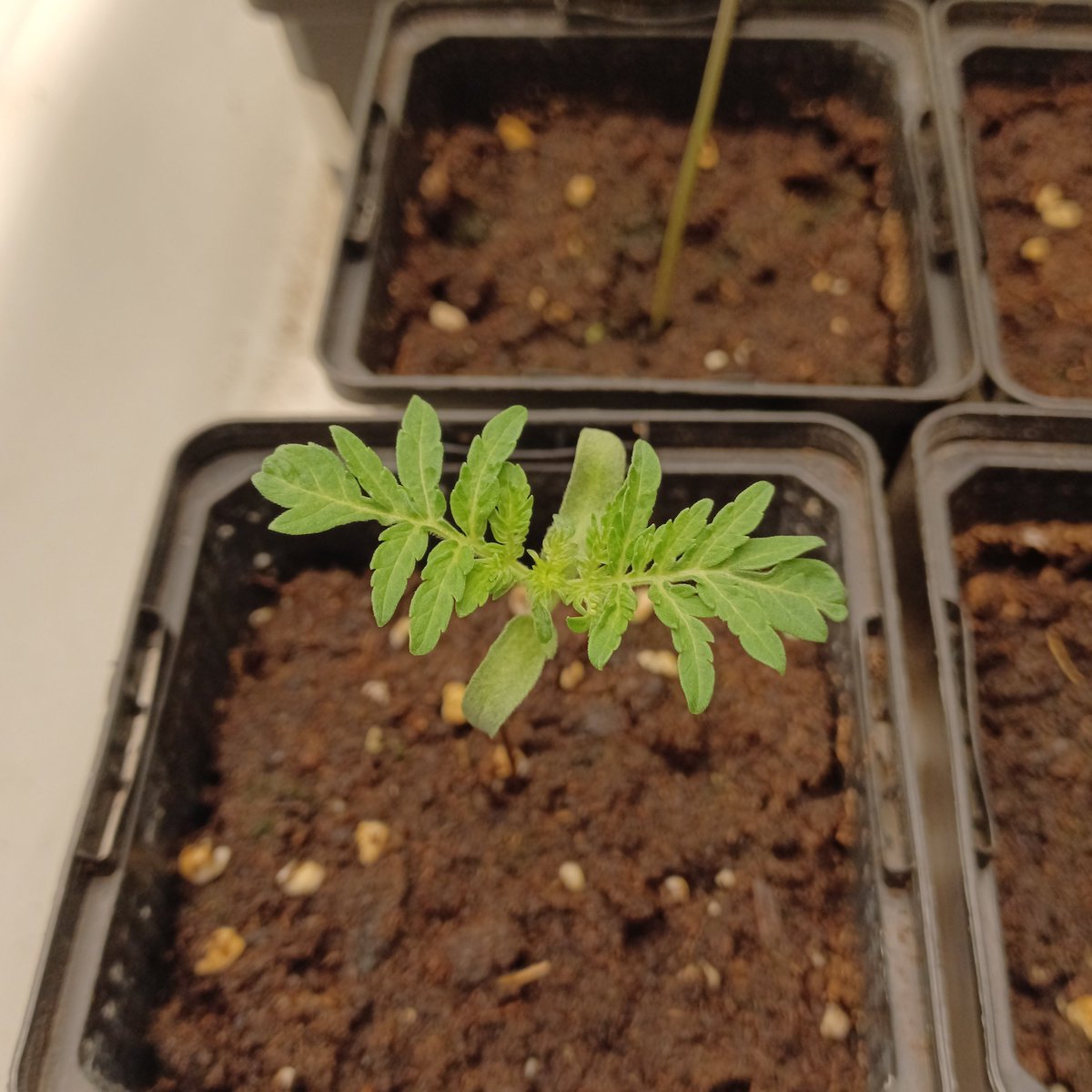 What's up, folks. Look at this little gem we have here, one of the "girls" from the new litter. Feminized mutant variety in full testing and, as you can see, she's growing like a charm.

The secret is none other than top-notch genetics, and we know a thing or two about that