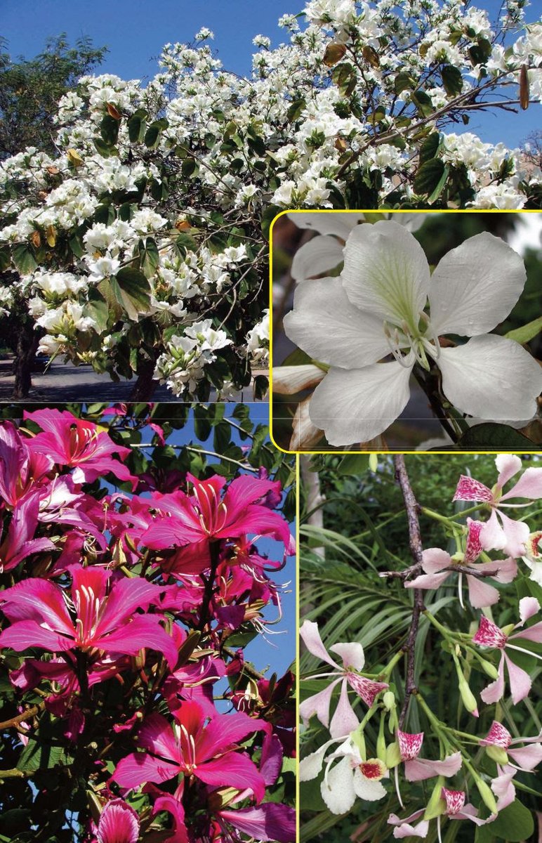toptropicals's tweet photo. 🌸 #OrchidTree - #Bauhinia: Year-Round Beauty. Part 2.
📝 Bauhinias Care Tips:
🌞 Outdoor
✔️Full sun for best #flowering, well-draining soil, deep watering once established. ✔️Light pruning after bloom keeps shape and encourages more #flowers.
✔️Protect young #plants from frost.
✔️During the #growingseason (Spring - Fall), apply a balanced #fertilizer - like top-dress slow release fertilizer or controlled-release #GreenMagic.
✔️Liquid fertilizer #SunshineBoostersMegaflor can be used year around - to promote vigorous growth and abundant blooms.
🏡 Indoor/Patio
✔️Bright sun (south window or outdoors in warm months), large pot with drainage, even moisture during growth, and a bloom-booster feed in season.
✔️Feed regularly with a balanced fertilizer controlled-release Green Magic.
✔️Liquid fertilizer Sunshine Boosters Megaflor can be used year around - to promote vigorous growth and abundant blooms.
✔️Bring indoors before frost.
🍂 Seasonal Note – Bauhinias are #Deciduous
🍁 Bauhinias drop their #leaves in winter — even in warm climates. This is normal and part of their rest cycle.
🌿 Bare #branches in the cool season will #leaf out again in spring, often just as flowers begin.
In the photo: #Bauhiniablakeana, #Bauhiniavariegatacandida, and #Bauhiniamonandra – Orchid Trees in Bloom
Shop Bauhinas:
https://t.co/FsRzJi2a3h
#Trees #Butterfly_Plants
#Hedges_with_benefits