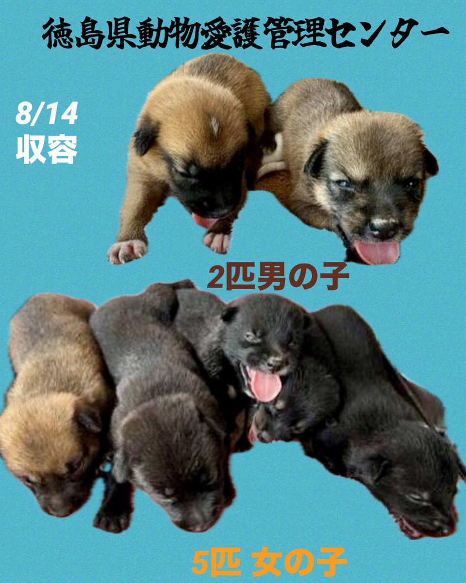 徳島 #迷子犬 ◇8/14収容 若犬 上：茶♂2匹、下：茶♀4匹・黒♀1匹