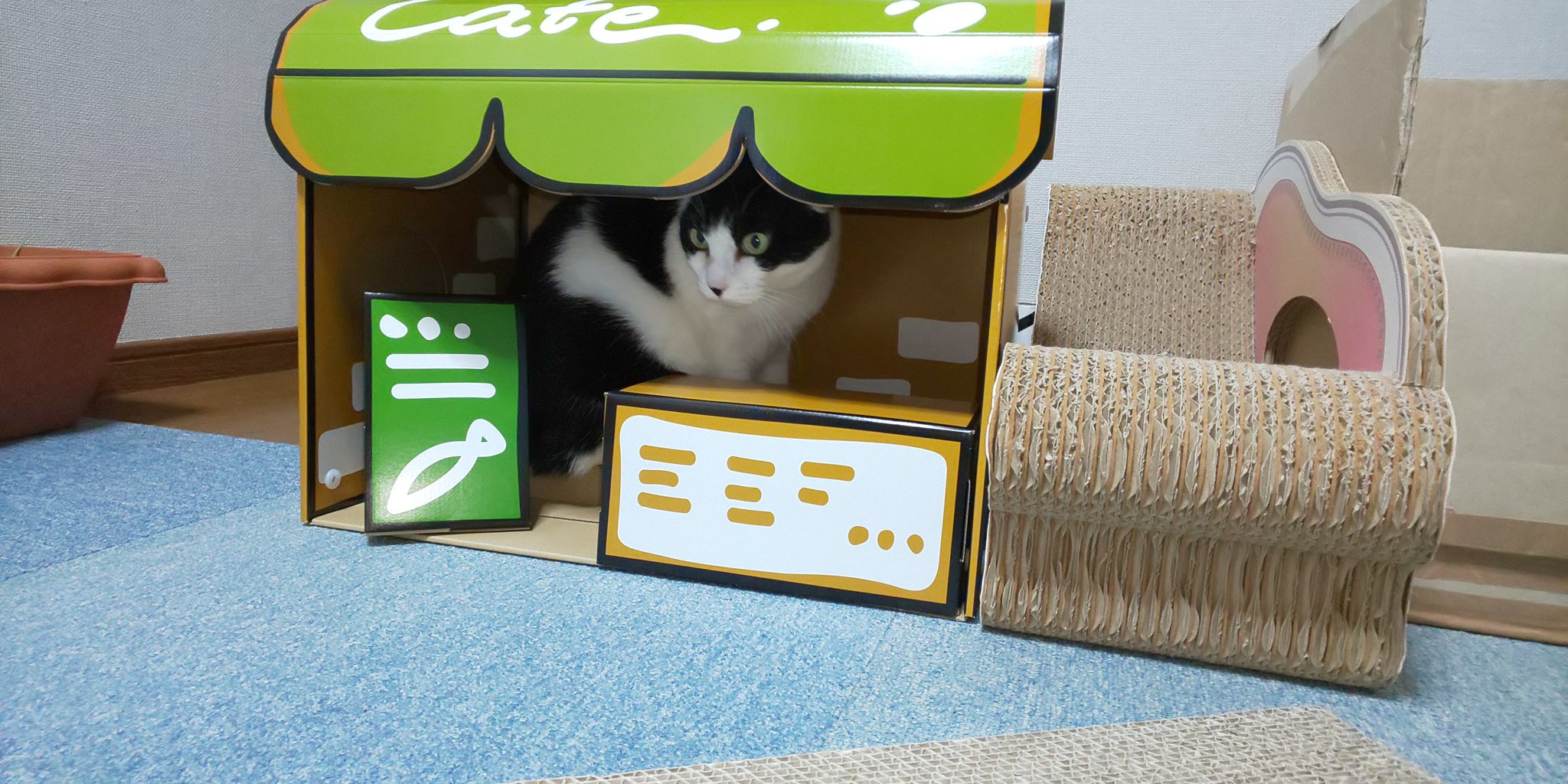 猫まっしぐら on X: 