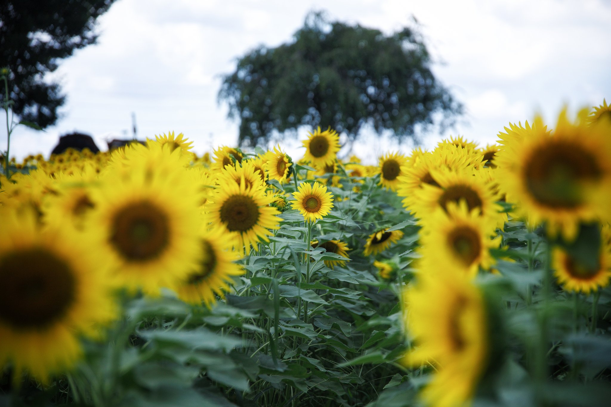 向日葵確認ページ 向日葵 - Search / X