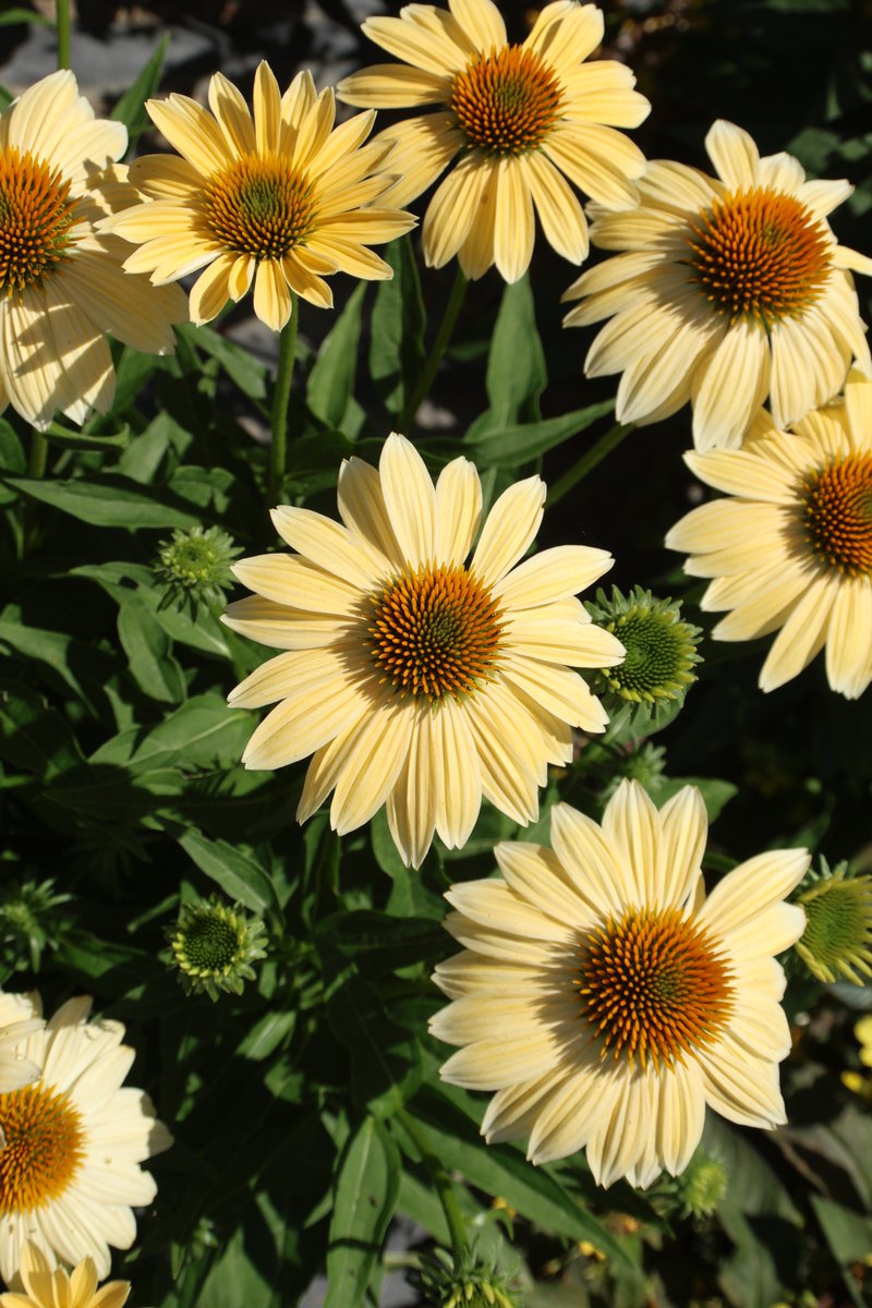 gontanokoneroku's tweet image. Echinacea 😇

#Photography #Flowers #Echinacea