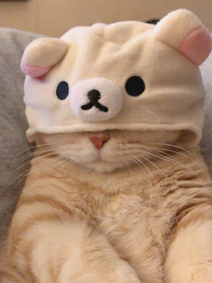 cathatpump's tweet photo. Gm . Almost the weekend 🐱🧢
Tag a friend who loves cat memes
#solana #cathat #catwifhat #pumpfun #raydium https://t.co/b7uclAMobO