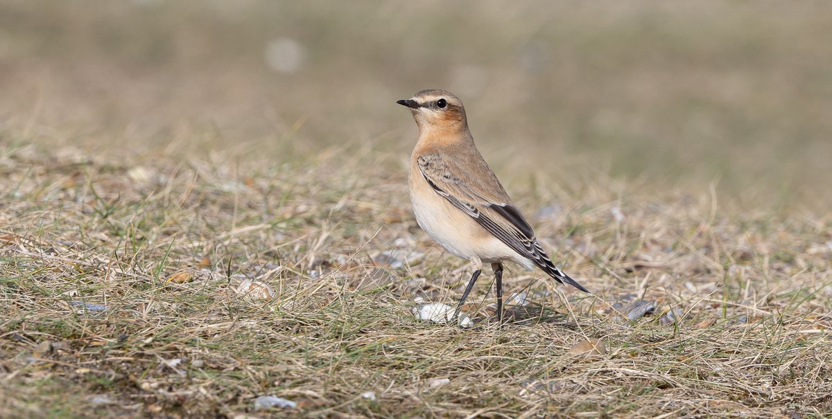 David Walsh (@davidwalsh22) on Twitter photo Brian Small & I are continuing to lead our popular day walks along the Suffolk coast for <a href="/naturetrektours/">Naturetrek</a> this autumn, from Shingle Street in the south to Benacre in the north. Brian's pics: Avocet, Hobby, Whinchat, Wheatear. See naturetrek.co.uk/about-us/tourl… & naturetrek.co.uk/about-us/tourl… Brian Small & I are continuing to lead our popular day walks along the Suffolk coast for <a href="/naturetrektours/">Naturetrek</a> this autumn, from Shingle Street in the south to Benacre in the north. Brian's pics: Avocet, Hobby, Whinchat, Wheatear. See naturetrek.co.uk/about-us/tourl… & naturetrek.co.uk/about-us/tourl…