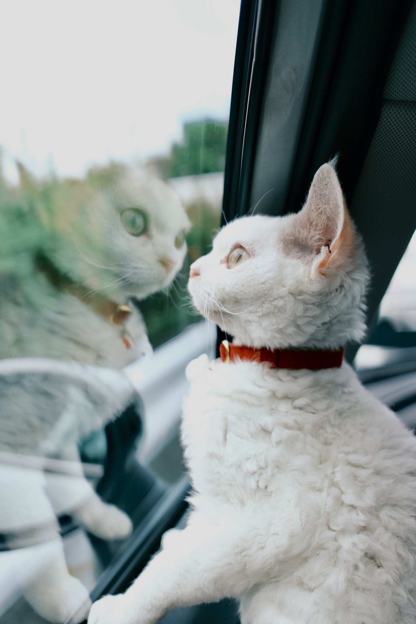 vivi猫 ねこミニ財布 silver cat/SILVER | tamaobazaaar