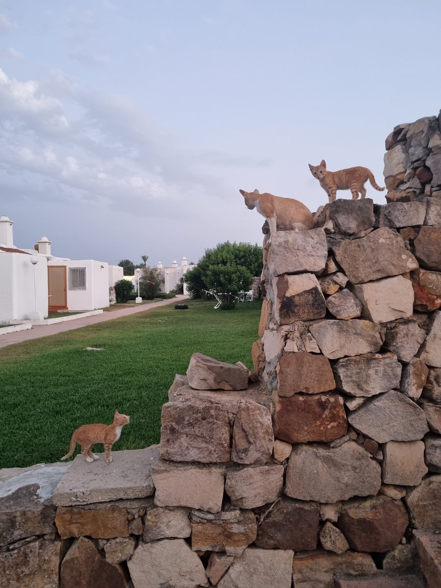 Alighafir2's tweet photo. Restinga smir 🇲🇦 https://t.co/64NlMWDurh