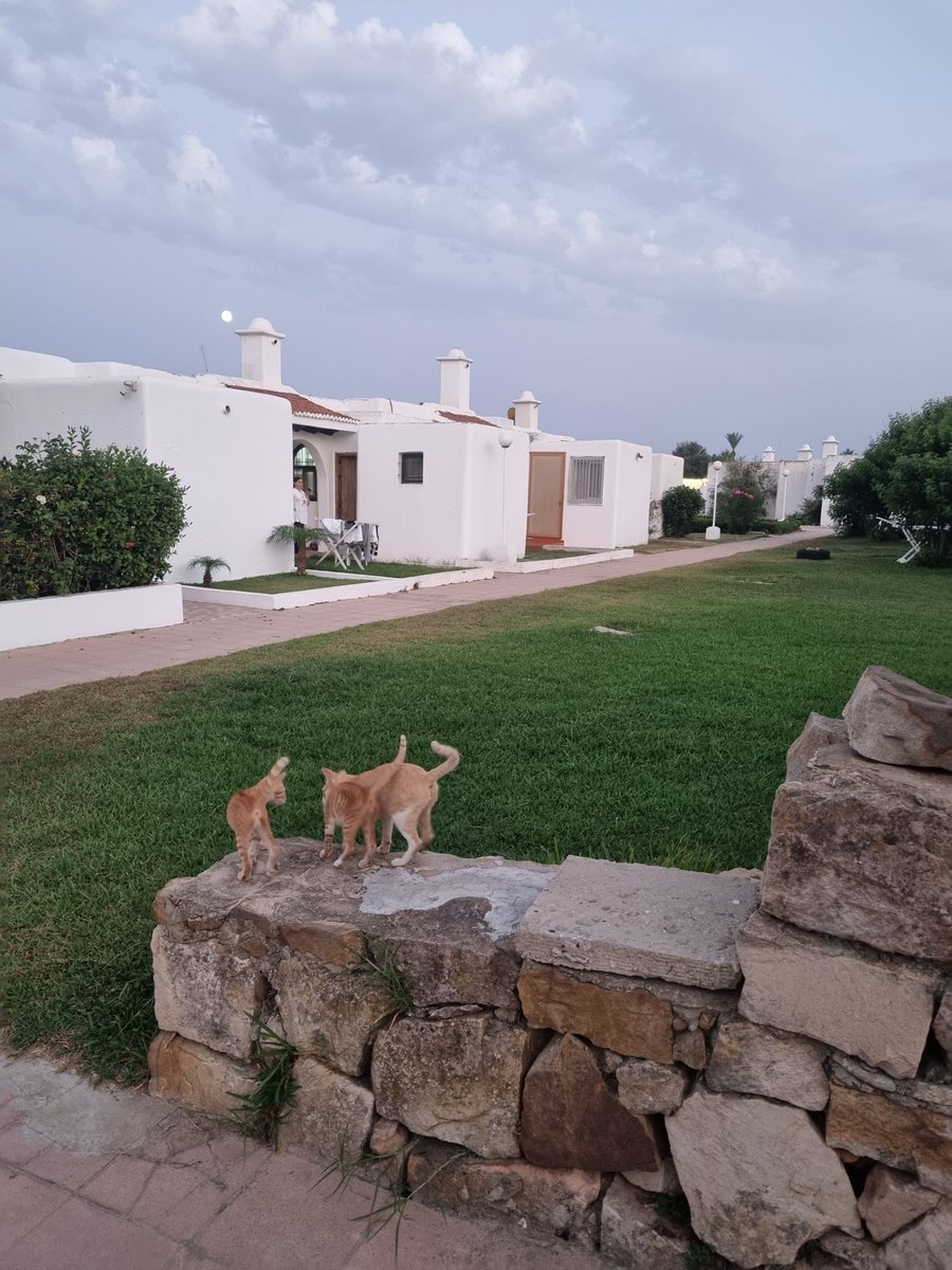 Alighafir2's tweet photo. Restinga smir 🇲🇦 https://t.co/64NlMWDurh
