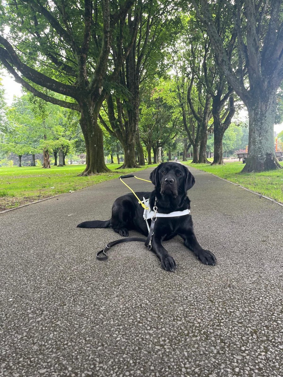 Dog in Training Connie taking in the wonderful surroundings while out training!

Connie is in Regional Park in Ballincollig getting acclimatised to different sounds, textures, and being around more people in public areas.

Good job Connie!

#ChangingLives