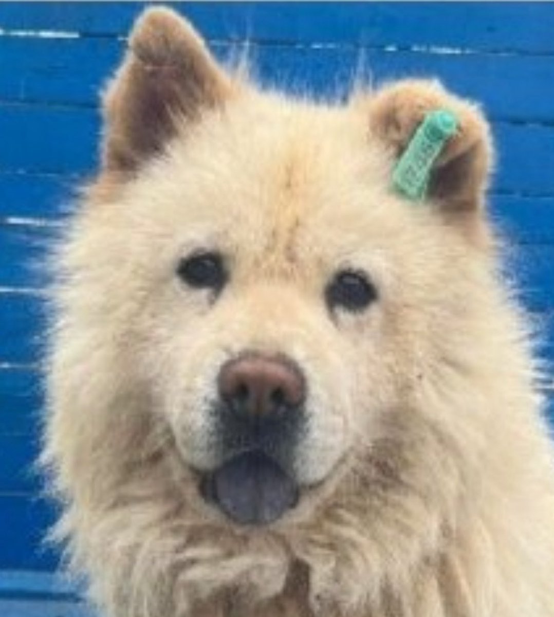 “Kendi halinde olmayı seven,sakin birazda çekingen bir kız.İnsanlara karşı nazik,iyimser”

ÖLDÜRÜLDÜ, YERDE SÜRÜKLENDİ.

#jellyiçinadalet
#AzizKurtTutuklansın