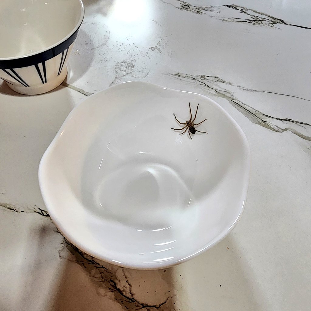 ミニボウル取ったら中に軍曹のお子様が！
敬礼！！！∠(｀･ω･´)ﾋﾞｼｯ