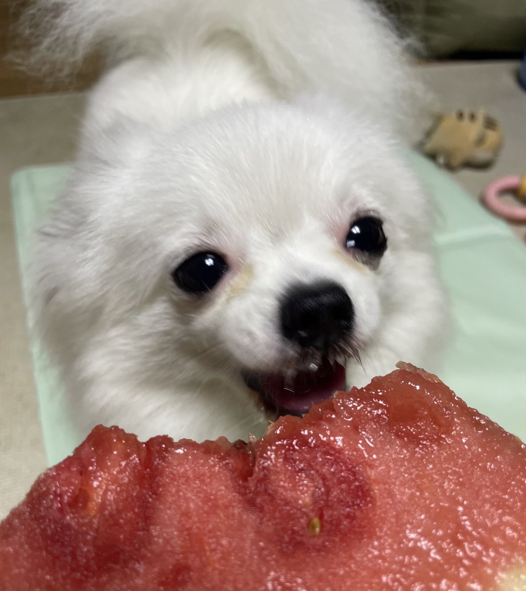 수박 정말 맛있으시대요…