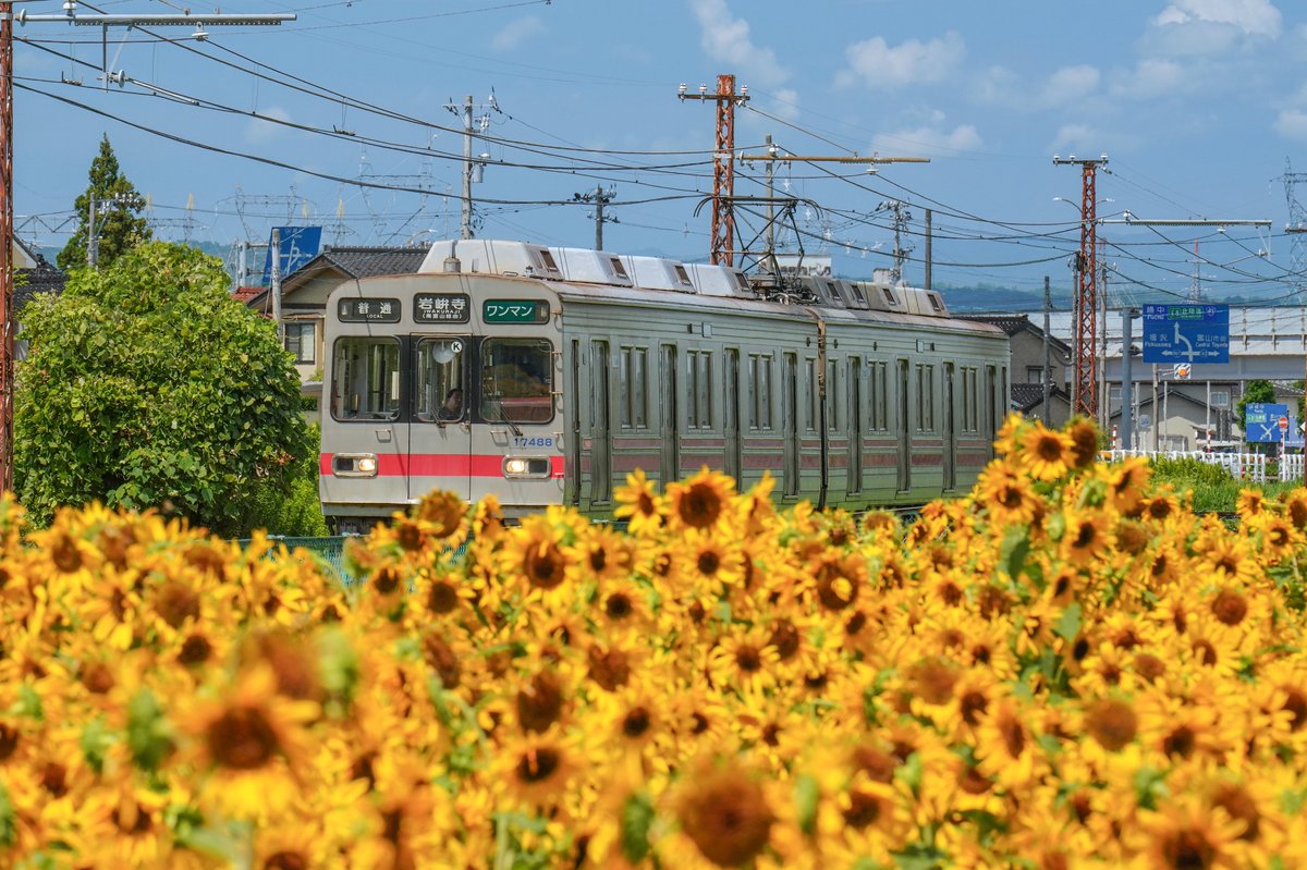 かぼちゃが来て欲しかったナ