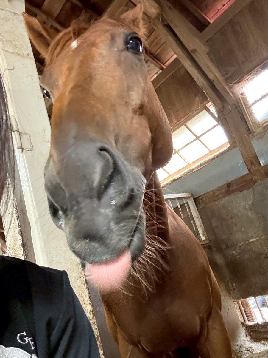 可愛く撮れたね🐴